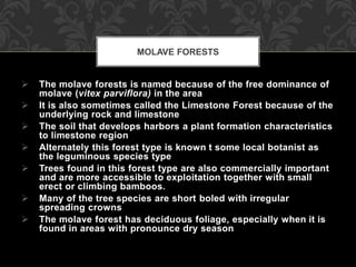  The molave forests is named because of the free dominance of
molave (vitex parviflora) in the area
 It is also sometimes called the Limestone Forest because of the
underlying rock and limestone
 The soil that develops harbors a plant formation characteristics
to limestone region
 Alternately this forest type is known t some local botanist as
the leguminous species type
 Trees found in this forest type are also commercially important
and are more accessible to exploitation together with small
erect or climbing bamboos.
 Many of the tree species are short boled with irregular
spreading crowns
 The molave forest has deciduous foliage, especially when it is
found in areas with pronounce dry season
MOLAVE FORESTS
 