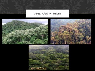 DIPTEROCARP FOREST
 