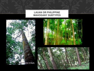 LAUAN OR PHILIPPINE
MAHOGANY SUBTYPES
 