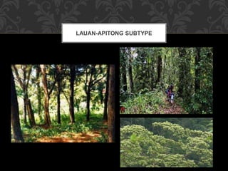 LAUAN-APITONG SUBTYPE
 
