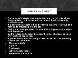  The most extensively development on low coastal hills whwre
the underlying rock is volcanic and where the dry season is
relatively short.
 It is sometime present in hills bordering large inner valleys or in
headlands projecting into the sea.
 During the driest period of the year, this subtype exhibits slight
deciduousness.
 On the ridges and exposed slopes, the most abundant species
are yakal and hopea spp.
 In protected ravines and along banks of streams, the following
species are numerous
a. Shorea contorta
b. S. guiso
c. S.palosapis
d. Vatica manggachapoi
e. Parashorea malanonan.
YAKAL-LAUAN SUBTYPE
 