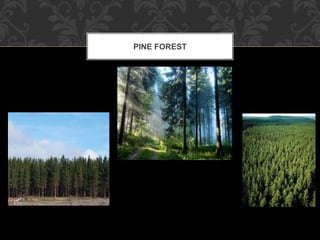 PINE FOREST
 