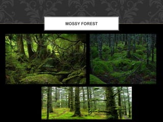MOSSY FOREST
 