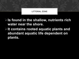 Is found in the shallow, nutrients rich
water near the shore.
It contains rooted aquatic plants and
abundant aquatic life dependent on
plants.
LITTORAL ZONE
 