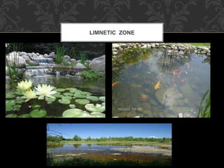 LIMNETIC ZONE
 