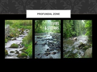 PROFUNDAL ZONE
 