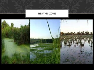 BENTHIC ZONE
 