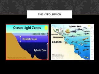 THE HYPOLIMNION
 