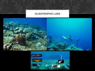 OLIGOTROPHIC LAKE
 