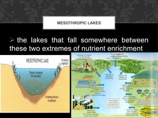  the lakes that fall somewhere between
these two extremes of nutrient enrichment
MESOTHROPIC LAKES
 