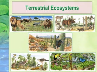 Terrestrial Ecosystems
 