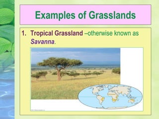 Examples of Grasslands
1. Tropical Grassland –otherwise known as
Savanna.
 