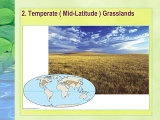 2. Temperate ( Mid-Latitude ) Grasslands
 