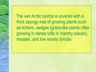 The wet Arctic tundra is covered with a
thick spongy mat of growing plants such
as lichens, sedges (grass-like plants often
growing in dense tufts in marshy places),
mosses, and low woody shrubs.
 