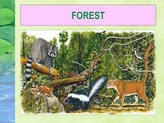 FOREST
 