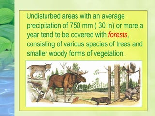 Undisturbed areas with an average
precipitation of 750 mm ( 30 in) or more a
year tend to be covered with forests,
consisting of various species of trees and
smaller woody forms of vegetation.
 