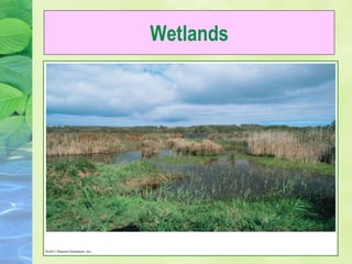 Wetlands
 