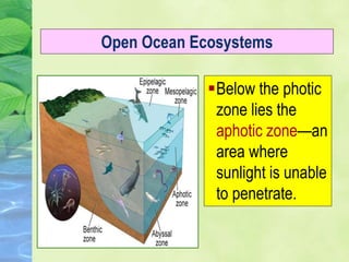 Below the photic
zone lies the
aphotic zone—an
area where
sunlight is unable
to penetrate.
Open Ocean Ecosystems
 