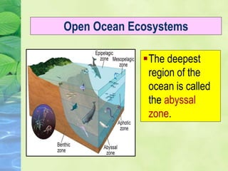 The deepest
region of the
ocean is called
the abyssal
zone.
Open Ocean Ecosystems
 