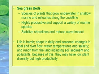 • Sea grass Beds:
– Species of plants that grow underwater in shallow
marine and estuaries along the coastline
– Highly productive and support a variety of marine
species
– Stabilize shorelines and reduce wave impact
• Life is harsh; adapt to daily and seasonal changes in
tidal and river flow; water temperatures and salinity;
and runoff from the land including soil sediment and
pollutants; because of this, they may have low plant
diversity but high productivity
 