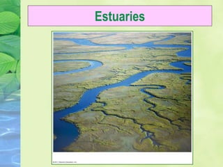 Estuaries
 