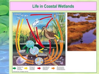 Life in Coastal Wetlands
 