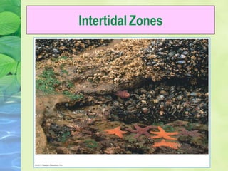 Intertidal Zones
 