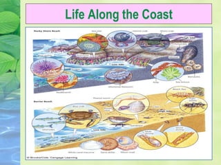 Life Along the Coast
 