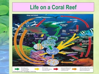 Life on a Coral Reef
 