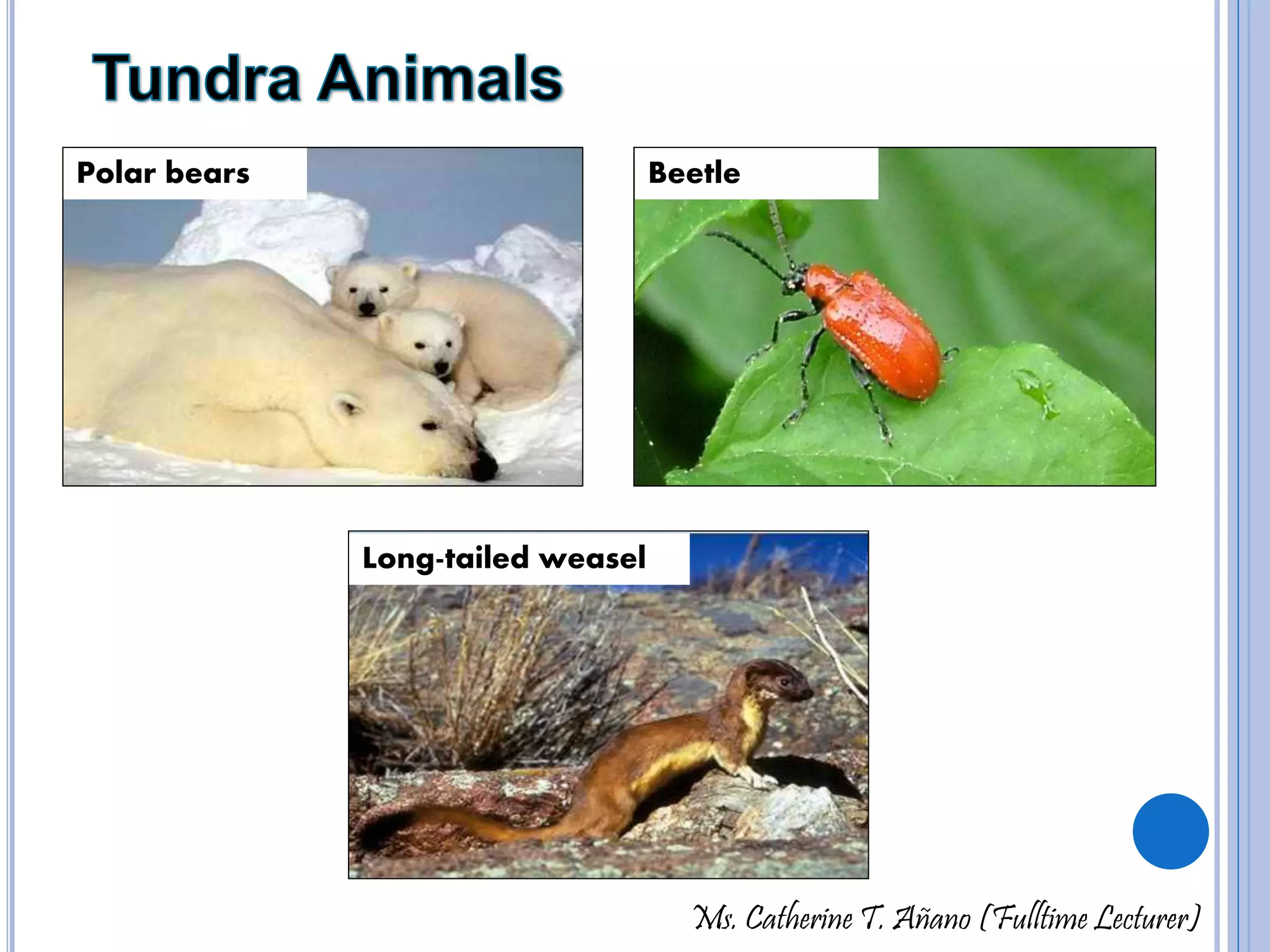 Polar bears Beetle 
Ms. Catherine T. Añano (Fulltime Lecturer) 
Long-tailed weasel 
 