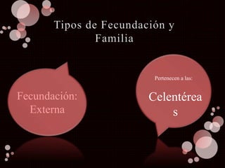 Fecundación:
Externa
Pertenecen a las:
Celentérea
s
 