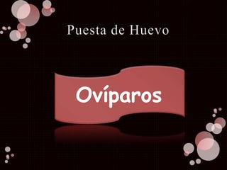 Ovíparos
 