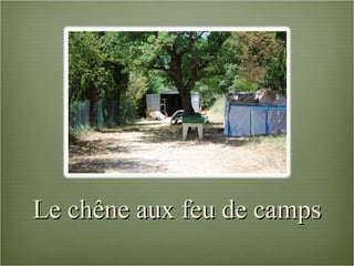 Le chêne aux feu de camps 