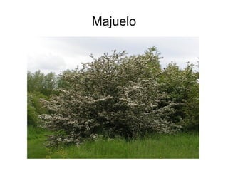 Majuelo
 