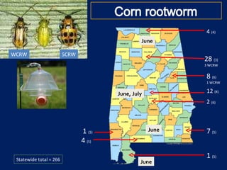 Producers Insects Sweet Potato Insect Pests and Other Updates for Vegetable Producers | PPT