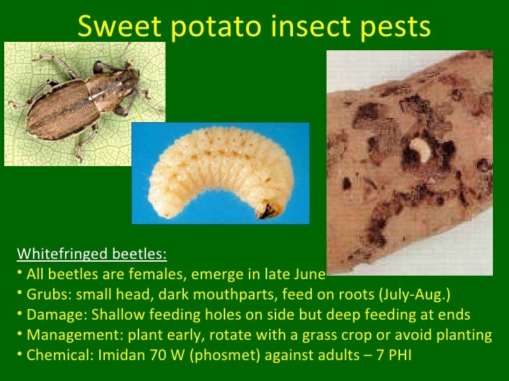 Sweet Potato Insect Pests and Other Updates for Vegetable Producers