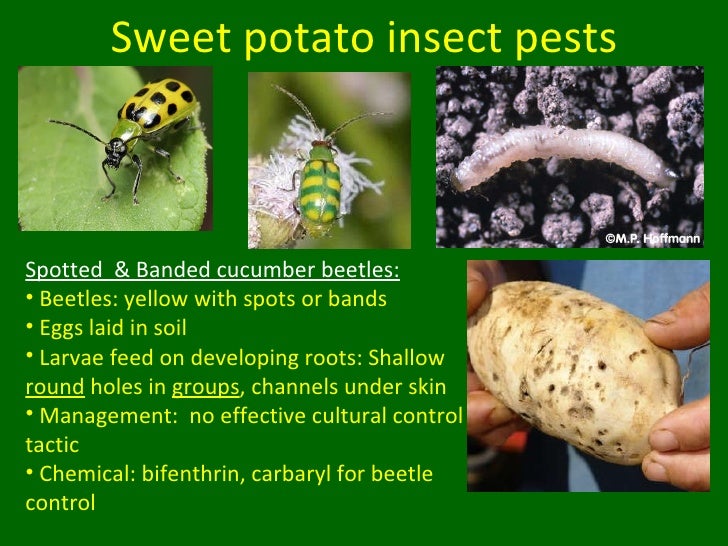 Sweet Potato Insect Pests and Other Updates for Vegetable Producers