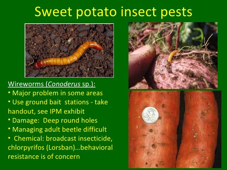 Sweet Potato Insect Pests and Other Updates for Vegetable Producers