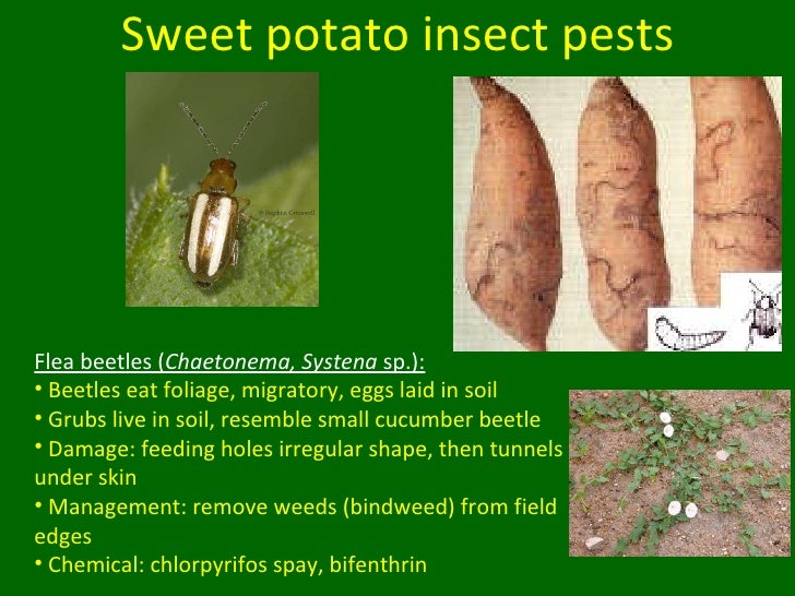 Sweet Potato Insect Pests and Other Updates for Vegetable Producers