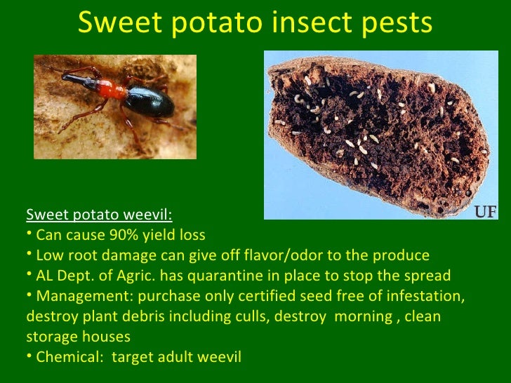 Sweet Potato Insect Pests and Other Updates for Vegetable Producers