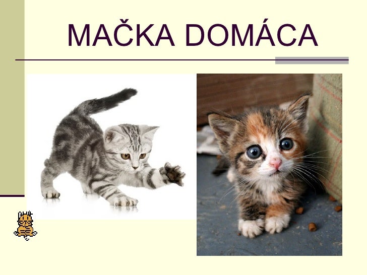 Drobné mačička Foto