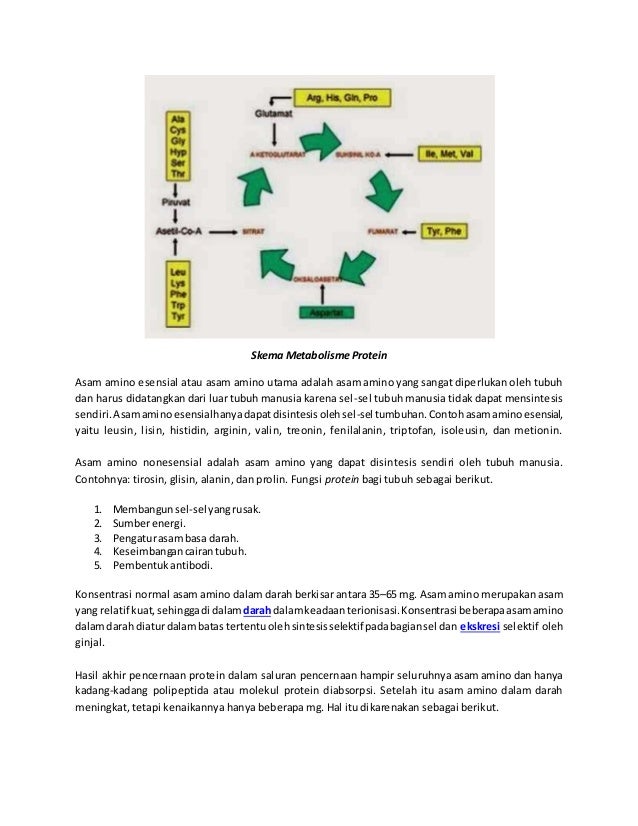 Makalah Biologi Keterkaitan Metabolisme Karbohidrat Protein Dan Lem