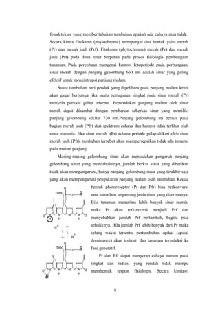 fotodetektor yang memberitahukan tumbuhan apakah ada cahaya atau tidak.
Secara kimia Fitokrom (phytochrome) mempunyai dua bentuk yaitu merah
(Pr) dan merah jauh (Prf). Fitokrom (phytochrome) merah (Pr) dan merah
jauh (Prf) pada daun turut berperan pada proses fisiologis pembungaan
tanaman. Pada percobaan mengenai kontrol fotoperiode pada perbungaan,
sinar merah dengan panjang gelombang 660 nm adalah sinar yang paling
efektif untuk mengintrupsi panjang malam.
Suatu tumbuhan hari pendek yang dipelihara pada panjang malam kritis
akan gagal berbunga jika suatu pemaparan singkat pada sinar merah (Pr)
menyela periode gelap tersebut. Pemendekan panjang malam oleh sinar
merah dapat dihambat dengan pemberian seberkas sinar yang memiliki
panjang gelombang sekitar 730 nm.Panjang gelombang ini berada pada
bagian merah jauh (Pfr) dari spektrum cahaya dan hampir tidak terlihat oleh
mata manusia. Jika sinar merah (Pr) selama periode gelap diikuti oleh sinar
merah jauh (Pfr), tumbuhan tersebut akan mempersepsikan tidak ada intrupsi
pada malam panjang.
Masing-masing gelombang sinar akan meniadakan pengaruh panjang
gelombang sinar yang mendahuluinya, jumlah berkas sinar yang diberikan
tidak akan mempengaruhi, hanya panjang gelombang sinar yang terakhir saja
yang akan mempengaruhi pengukuran panjang malam oleh tumbuhan. Kedua
bentuk photoreseptor (Pr dan Pfr) bisa berkonversi
satu sama lain tergantung jenis sinar yang diterimanya.
Bila tanaman menerima lebih banyak sinar merah,
maka

Pr

akan

terkonversi

menjadi

Prf

dan

menyebabkan jumlah Prf bertambah, begitu pula
sebaliknya. Bila jumlah Prf lebih banyak dari Pr maka
selang waktu tertentu, pertumbuhan apikal (apical
dominance) akan terhenti dan tanaman terinduksi ke
fase generatif.
Pr dan Pfr dapat menyerap cahaya namun pada
tingkat dan radiasi yang rendah tidak mampu
membentuk

respon

9

fisiologis.

Secara

kimiawi

 