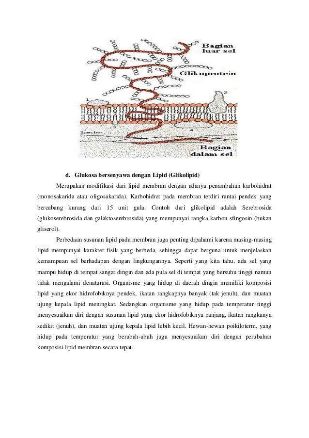 struktur dan fungsi membran