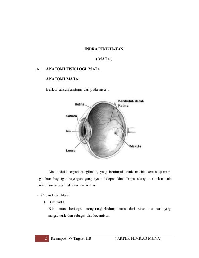  Makalah  alat indra