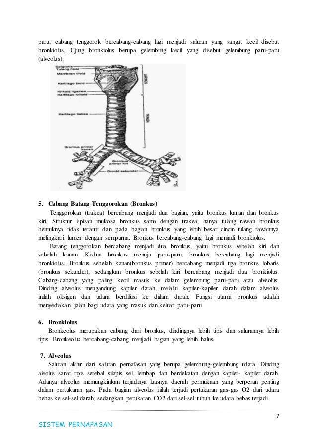 Makalah anatomi sistem respirasi.