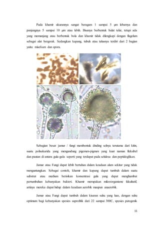 Pada khamir ukurannya sangat beragam 1 sampai 5 μm lebarnya dan 
panjangnya 5 sampai 10 μm atau lebih. Bisanya berbentuk bulat telur, tetapi ada 
yang memanjang atau berbentuk bola dan khamir tidak dilengkapi dengan flagelum 
sebagai alat bergerak. Sedangkan kapang, tubuh atau talusnya terdiri dari 2 bagian 
yaitu: miselium dan spora. 
Sebagian besar jamur / fungi membentuk dinding selnya terutama dari kitin, 
suatu polisakarida yang mengandung pigemen-pigmen yang kuat namun fleksibel 
dan pautan di antara gula-gula seperti yang terdapat pada selulosa dan peptidoglikan. 
Jamur atau Fungi dapat lebih bertahan dalam keadaan alam sekitar yang tidak 
menguntungkan. Sebagai contoh, khamir dan kapang dapat tumbuh dalam suatu 
substrat atau medium berisikan konsentrasi gula yang dapat menghambat 
pertumbuhan kebanyakan bakteri. Khamir merupakan mikroorganisme fakultatif, 
artinya mereka dapat hidup dalam keadaan aerobik maupun anaerobik. 
Jamur atau Fungi dapat tumbuh dalam kisaran suhu yang luas, dengan suhu 
optimum bagi kebanyakan spesies saprofitik dari 22 sampai 300C, spesies patogenik 
11 
 