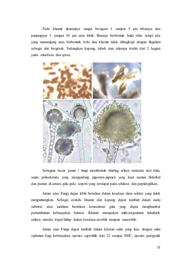 Makalah Bakteri Dan Jamur