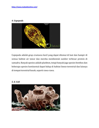Makalah bakteri lengkap dengan gambarnya