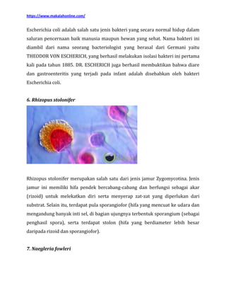 Makalah bakteri lengkap dengan gambarnya